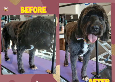 Before & After Grooming photo