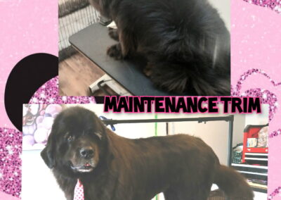 Before & After Grooming photo