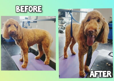 Before & After Grooming photo
