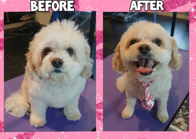 Before & After Grooming photo