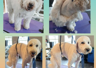 Before & After Grooming photo